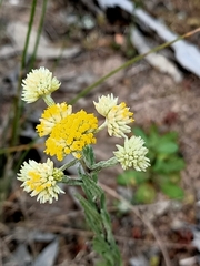 Rhodanthe tietkensii