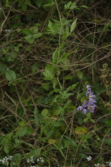 Solanum seaforthianum
