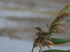 Luscinia svecica