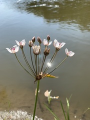 Butomus umbellatus
