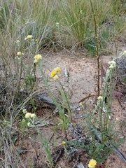 Rhodanthe tietkensii