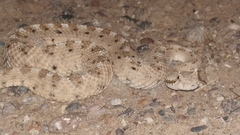Crotalus cerastes cercobombus