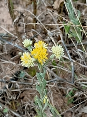 Rhodanthe tietkensii