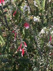Epacris longiflora