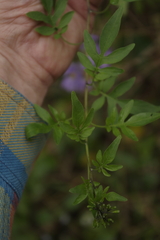 Solanum seaforthianum