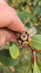 Eucalyptus kitsoniana