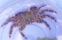 Pachygrapsus marmoratus