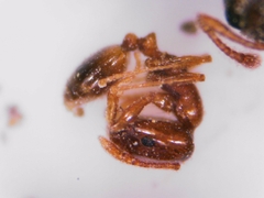 Monomorium andrei