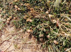 Trifolium fragiferum