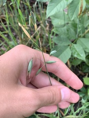 Avena sativa