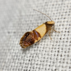 Eupselia callidyas