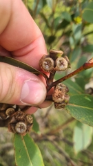 Eucalyptus kitsoniana