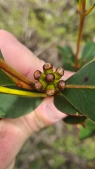 Eucalyptus kitsoniana