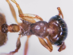 Crematogaster sordidula
