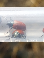 Chrysomelinae