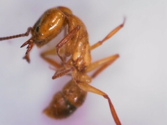 Anochetus ghilianii