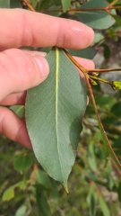 Eucalyptus kitsoniana