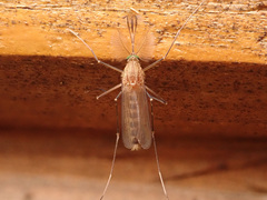 Culex pipiens