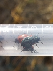 Chrysomelinae