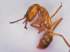 Anochetus ghilianii
