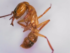 Anochetus ghilianii