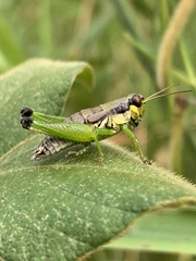 Melanoplus gracilis