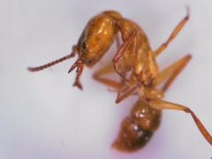 Anochetus ghilianii