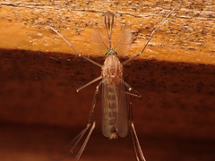 Culex pipiens