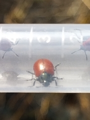 Chrysomelinae