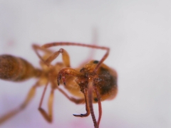Anochetus ghilianii