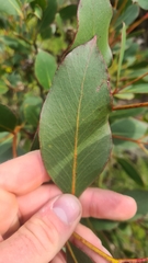 Eucalyptus kitsoniana