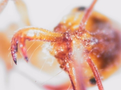 Anochetus ghilianii