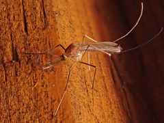 Culex pipiens