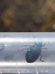 Chrysomelinae