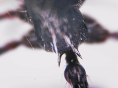 Aphaenogaster senilis