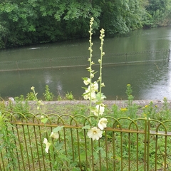 Alcea rosea