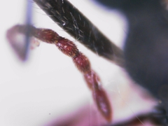 Aphaenogaster senilis