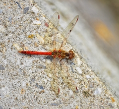 Sympetrum striolatum
