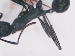 Aphaenogaster senilis