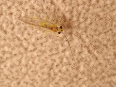 Stenopsocus