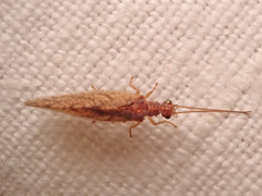 Micromus angulatus