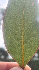 Eucalyptus kitsoniana
