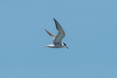 Sterna hirundo longipennis