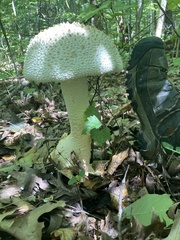 Amanita cokeri