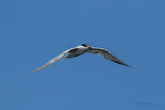 Sterna hirundo