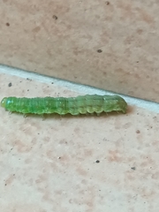 Heliothis peltigera