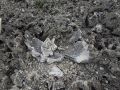 Tridacninae
