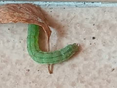 Heliothis peltigera