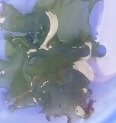 Ulva lactuca