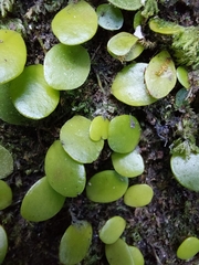 Lemmaphyllum microphyllum